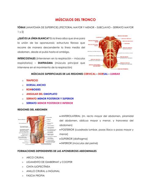 Músculos del tronco