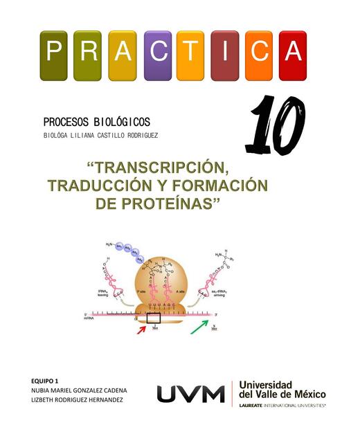 Traduccion de proteinas