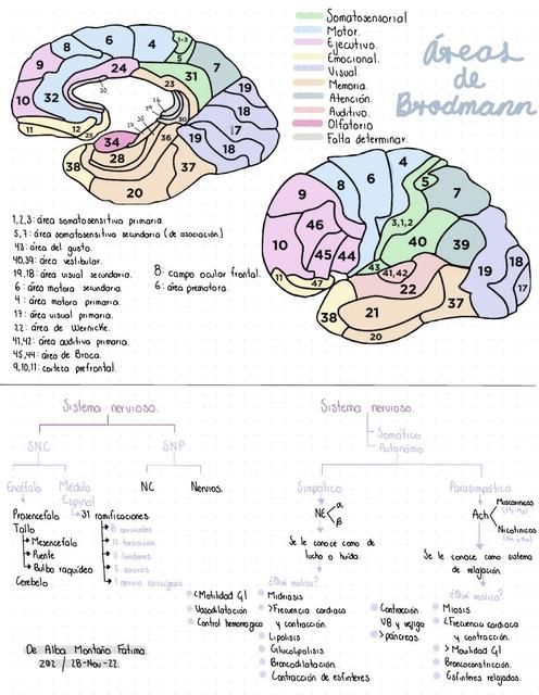 Esquema Sistema Nervioso