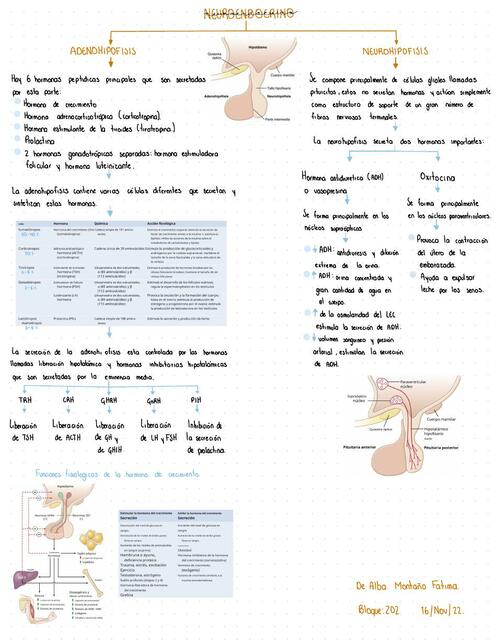 Esquema neuroendocrino