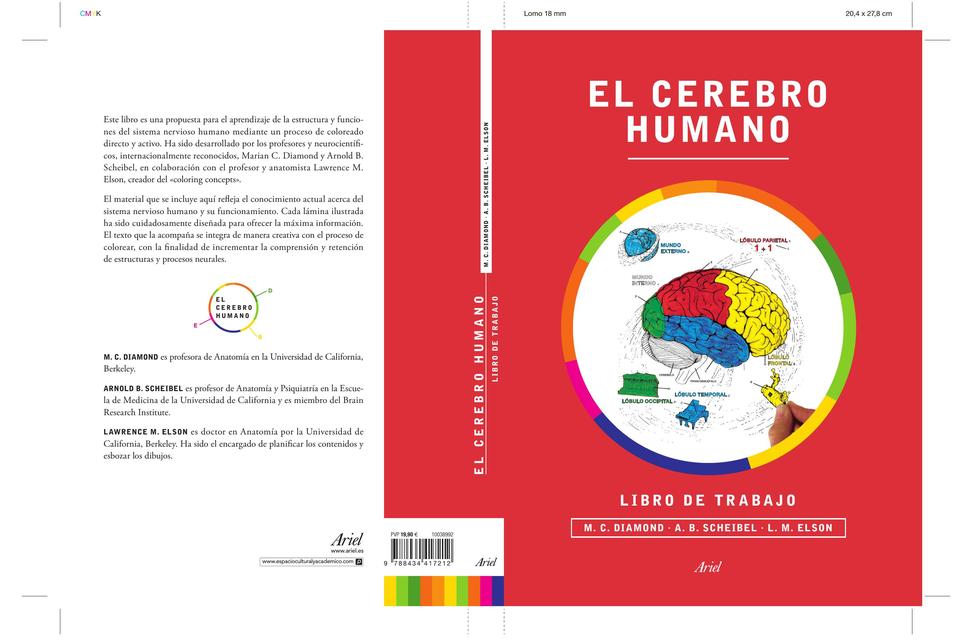 El cerebro humano