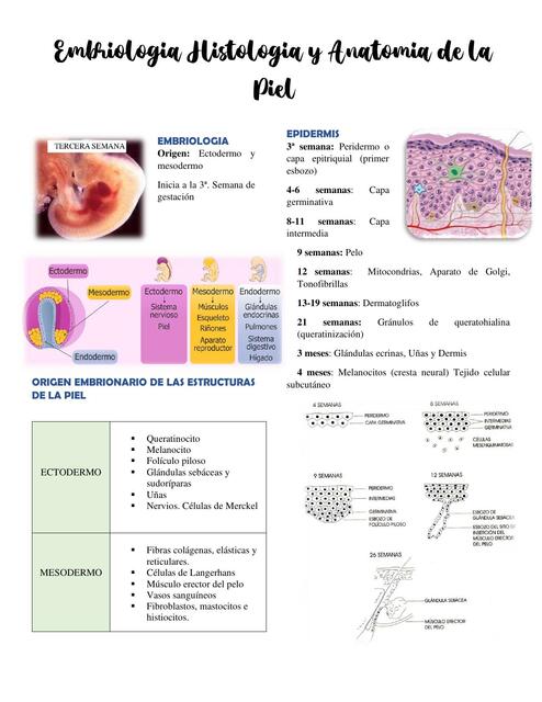 Embriología, Histología y Anatomía de la Piel