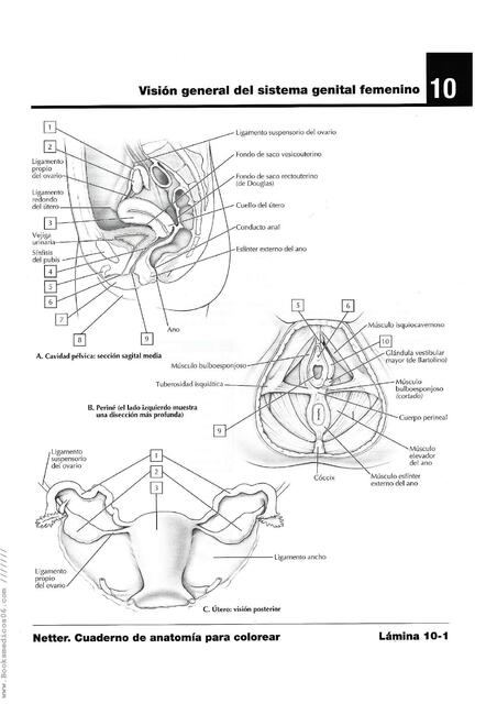 Visión General del Sistema Genital Femenino 