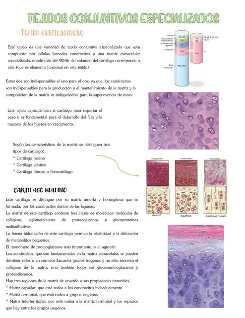 Tejidos Conjuntivos Especializados 