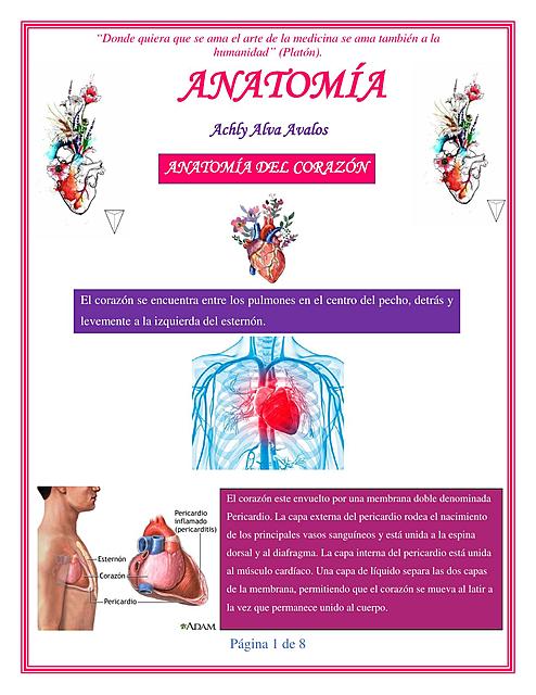 ANATOMÍA DEL CORAZON