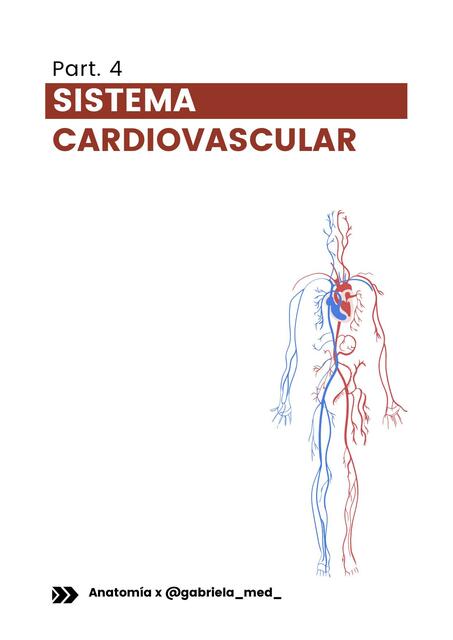 Sistema Cardiovascular