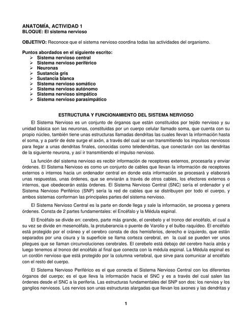 Estructura Y Funcionamiento Del Sistema Nervioso