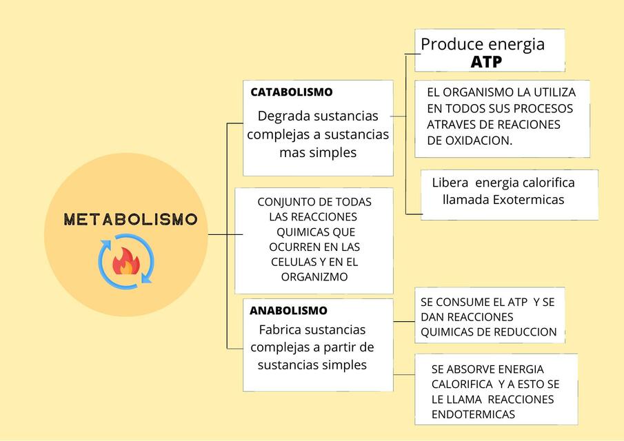 Metabolismo y Catabolismo | Jazmin piedra venegas | uDocz