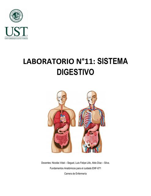 Laboratorio -Sistema Digestivo 