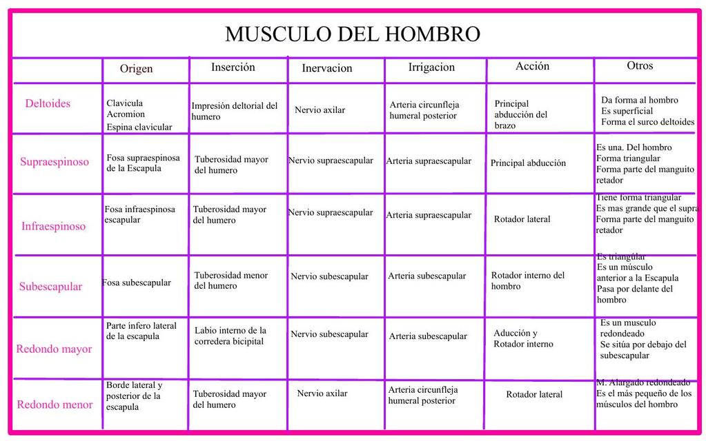 Resumen de musculo del hombro