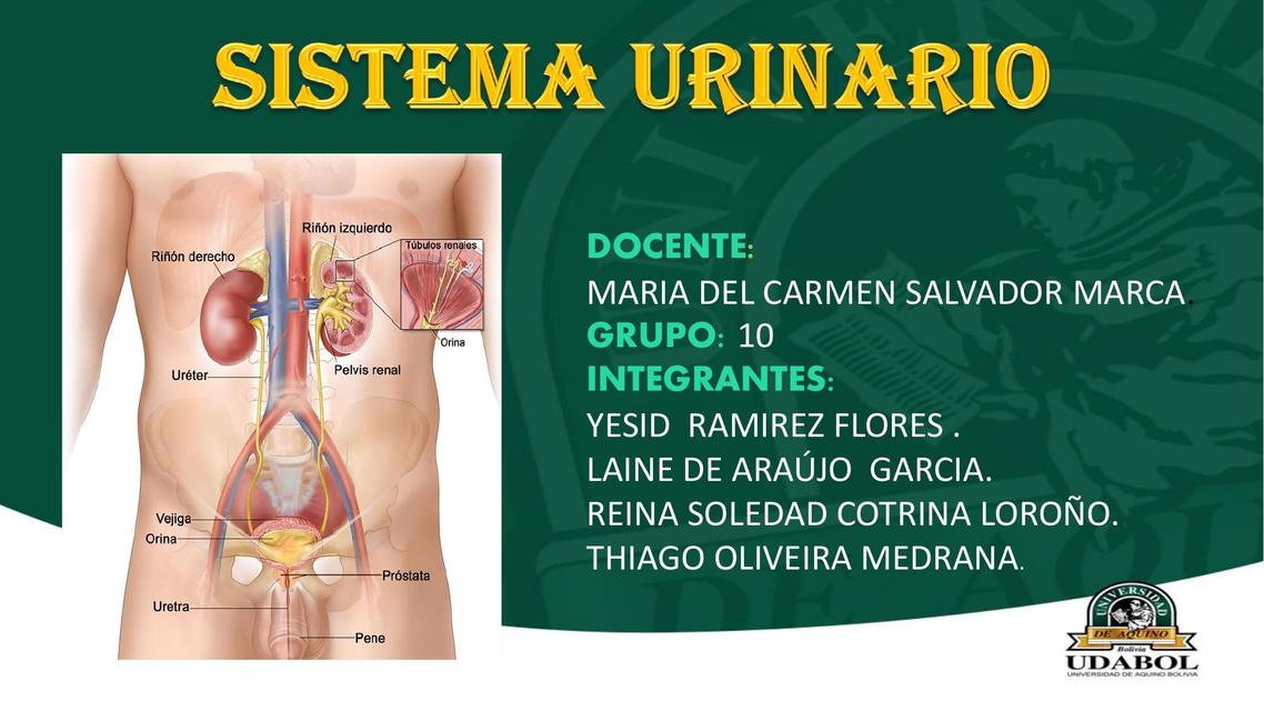 Sistema urinario 