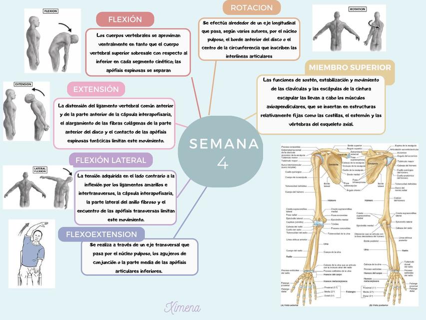 Tipos de movimientos vertebrales  fisiología