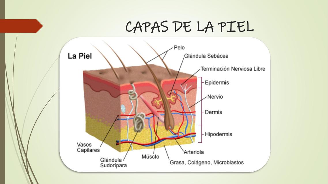 Capas de la piel