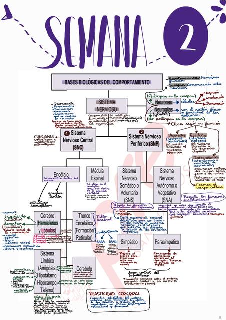 Tema 2 - Psicología