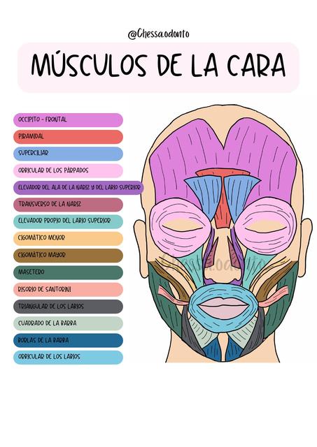 Músculos de la cara 