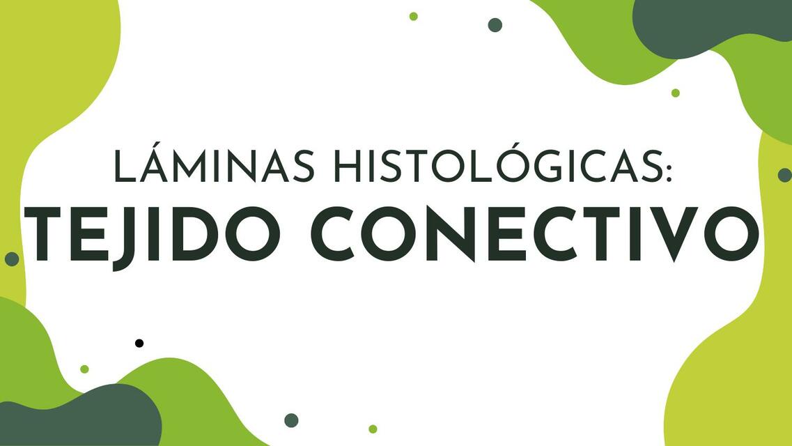 Láminas Histológicas: Tejido Conectivo