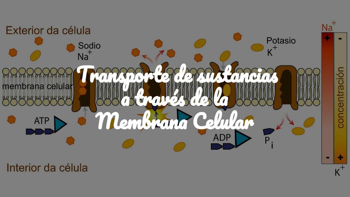 Transporte de Sustancias a Través de la Membrana Celular