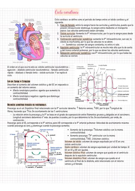 Ciclo cardíaco