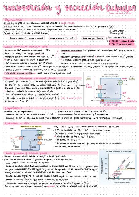 Sistema renal y mecanismos de transporte