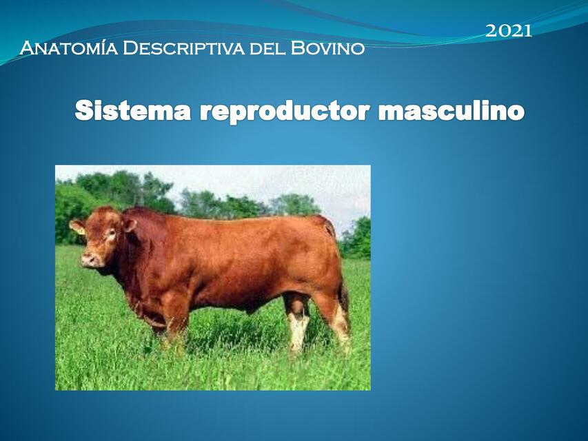 Sistema Reproductor masculino