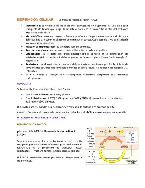 Respiración Celular 