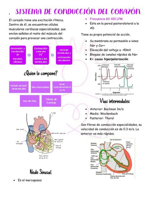 Sistema de conducción del corazón