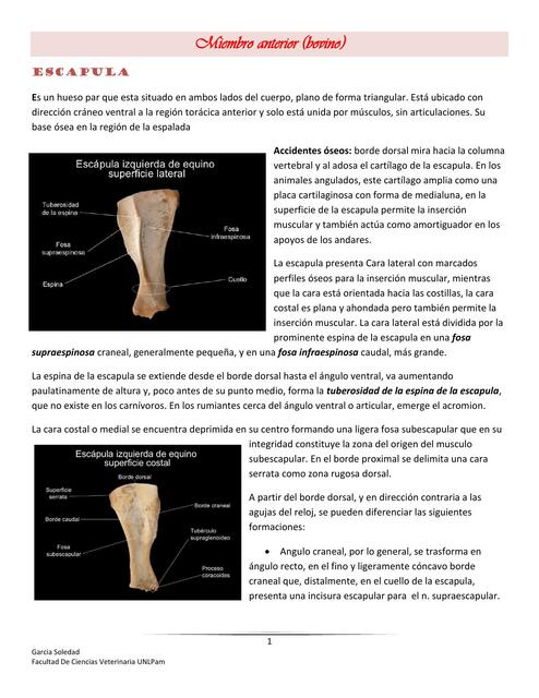 Miembro Anterior- Anatomía animal