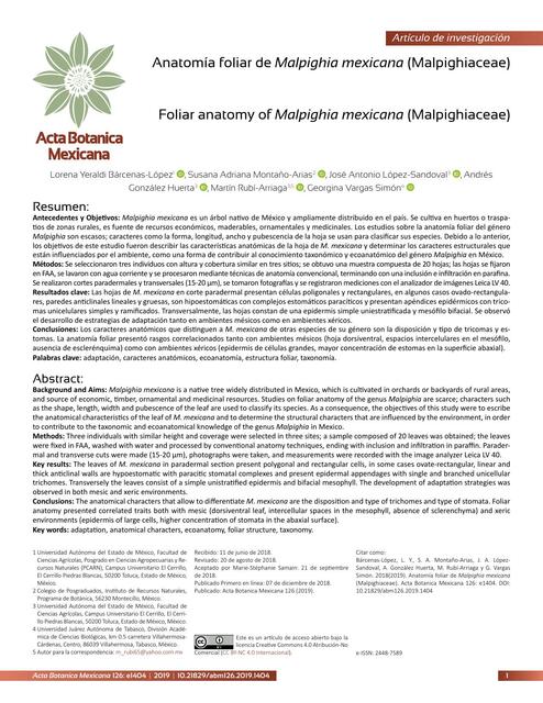 Anatomía Foliar de Malpighia Mexicana