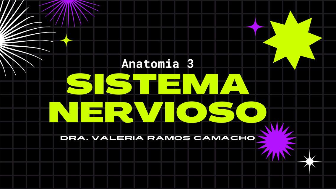 Anatomia 3 Sistema Nervioso