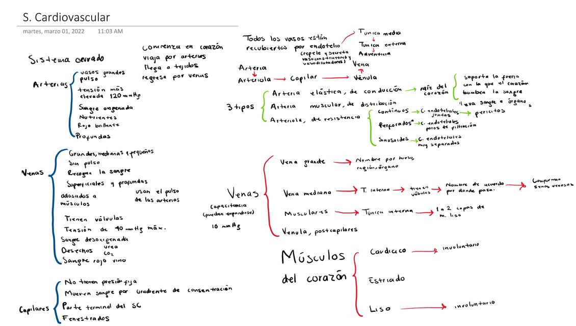 Organización del Sistema Cardiovascular