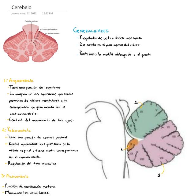 Cerebelo