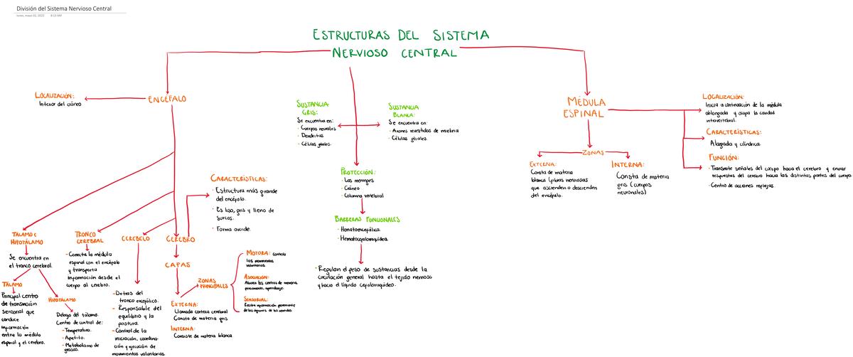 División del Sistema Nervioso Central 