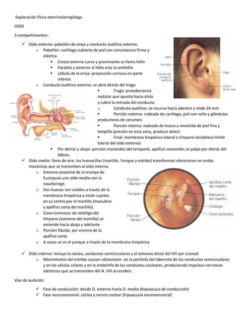 Exploración otorrinolaringología