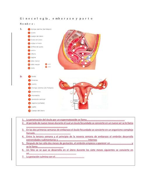 Ginecología actividad