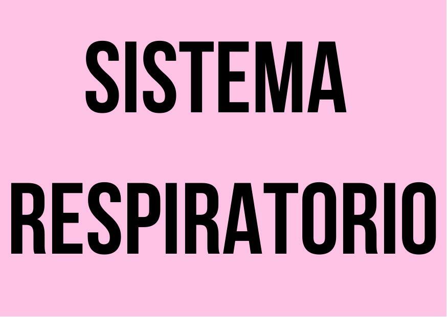 Sistema respiratorio