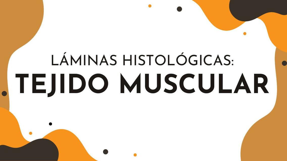  Láminas Histológicas: Tejido Muscular