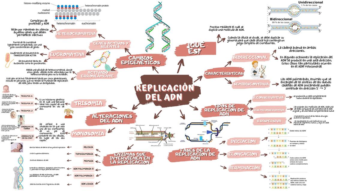 Replicación del ADN 