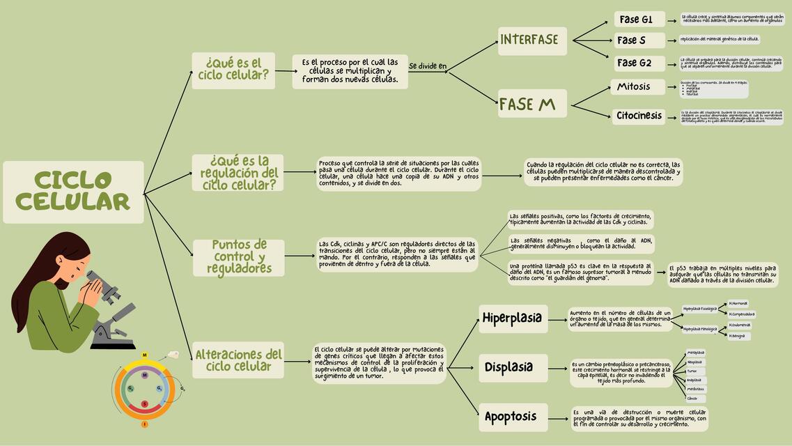 Ciclo Celular 