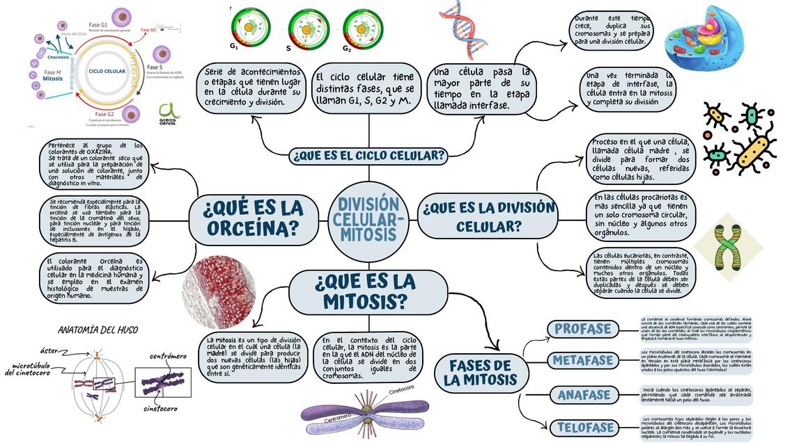 División Celular- Mitosis 