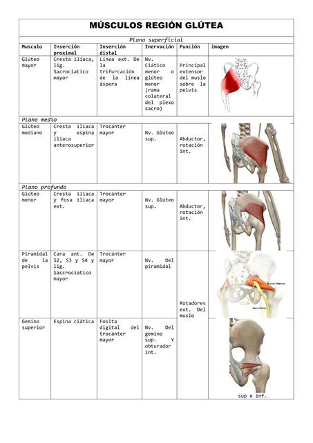 Músculos Región Glútea