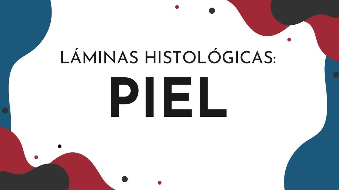 Láminas Histológicas: Piel