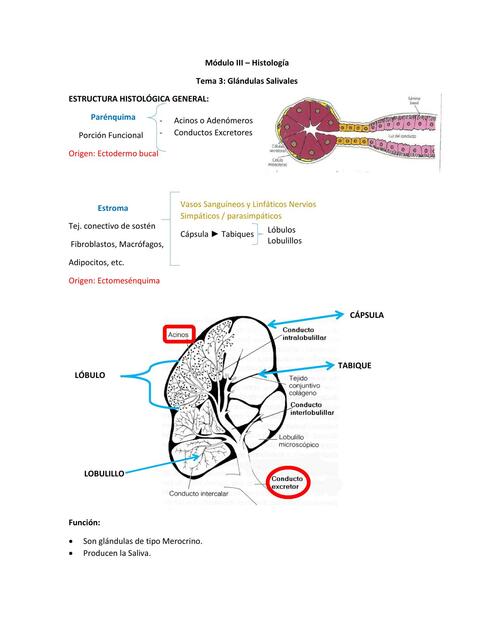 Glándulas Salivales -Histología