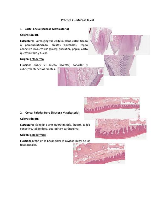 Práctica Mucosa Bucal  