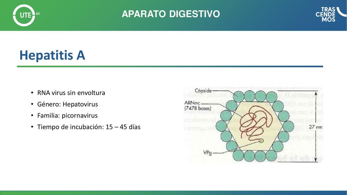 Aparato digestivo