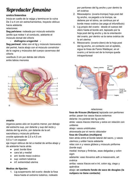 Reproductor femenino  