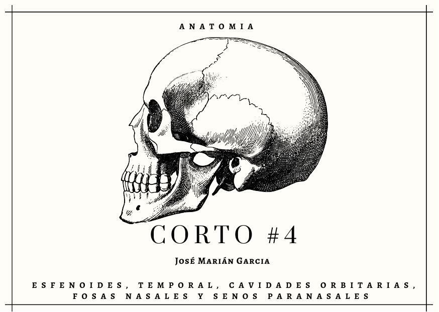 Anatomía 