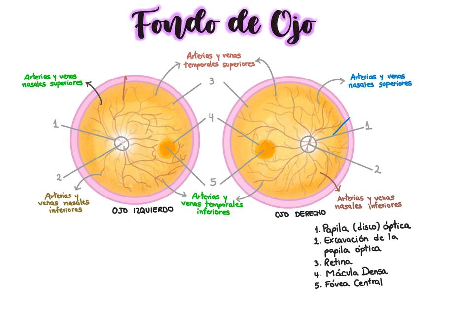 Fondo de Ojo