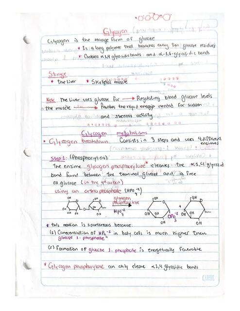 Glycogen Metabolism