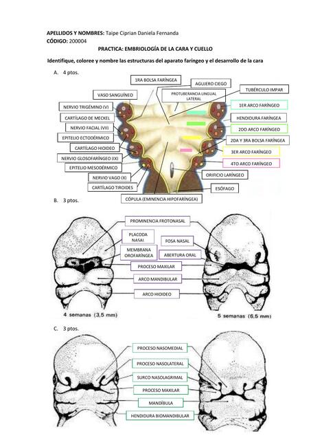 Embriología de la Cara y Cuello 