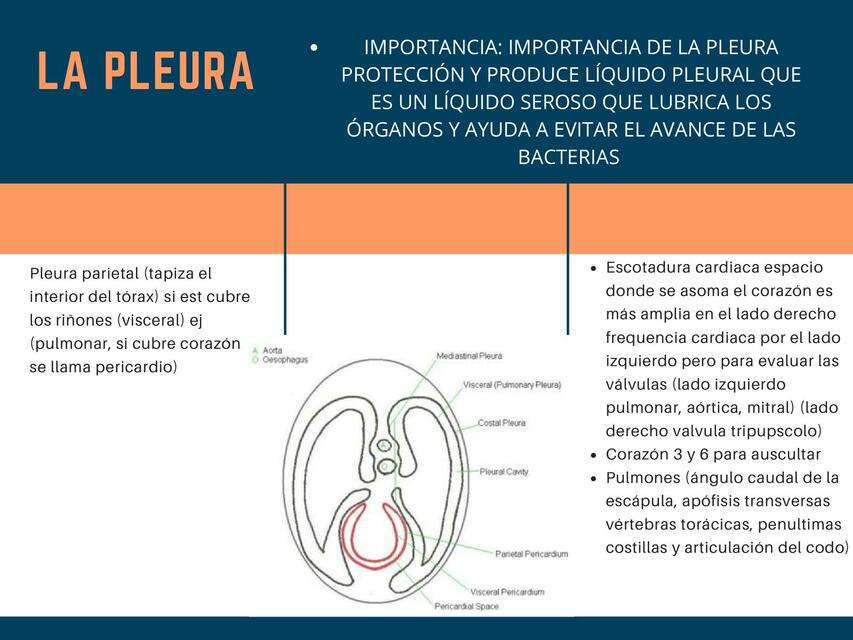 La Pleura